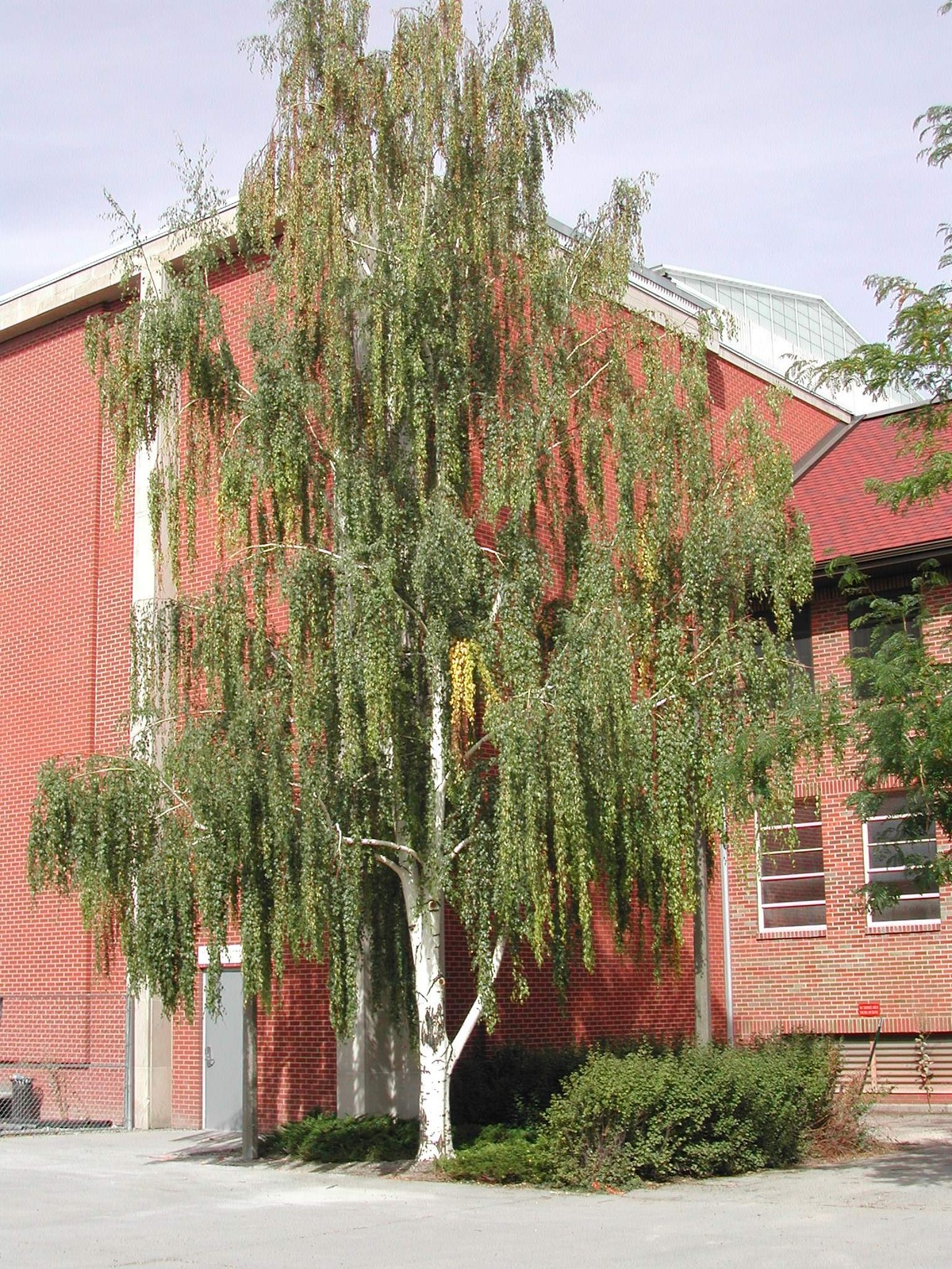 Weeping White Birch, (Silver Birch), Betula pendula alba, Tree Seeds (Fast)