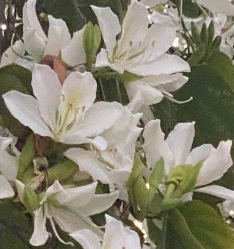 White Orchid Tree Seed {Bauhinia alba} 6 Non GMO Seeds