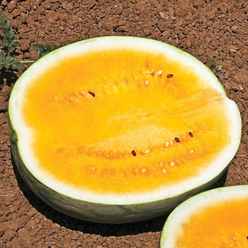 10 Orange Krush Watermelon Seeds ————– NON GMO— FRESH ———- RARE