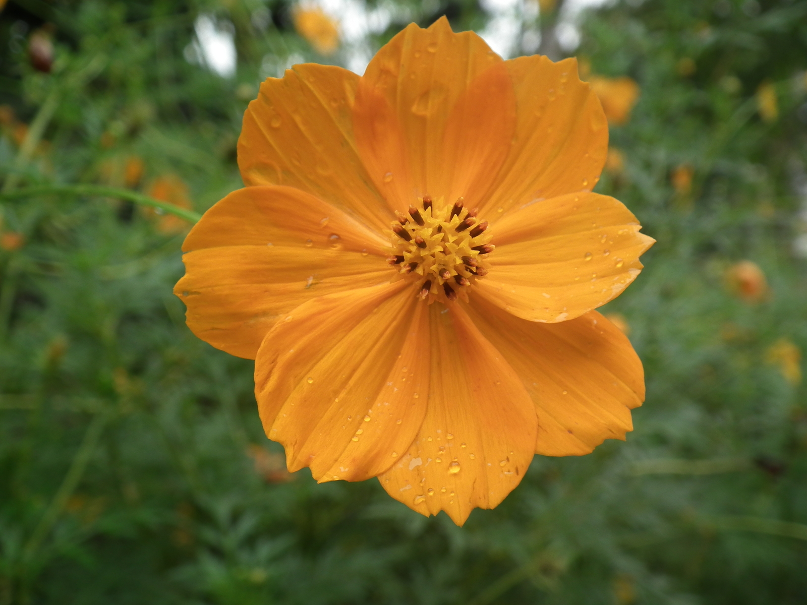 5,000 COSMOS SULPHUREUS Seeds (Sulphur Orange Cosmos) BULK | Free shipping