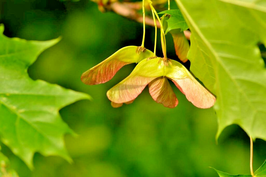 15 NORWAY MAPLE SEEDS – Acer platanoides