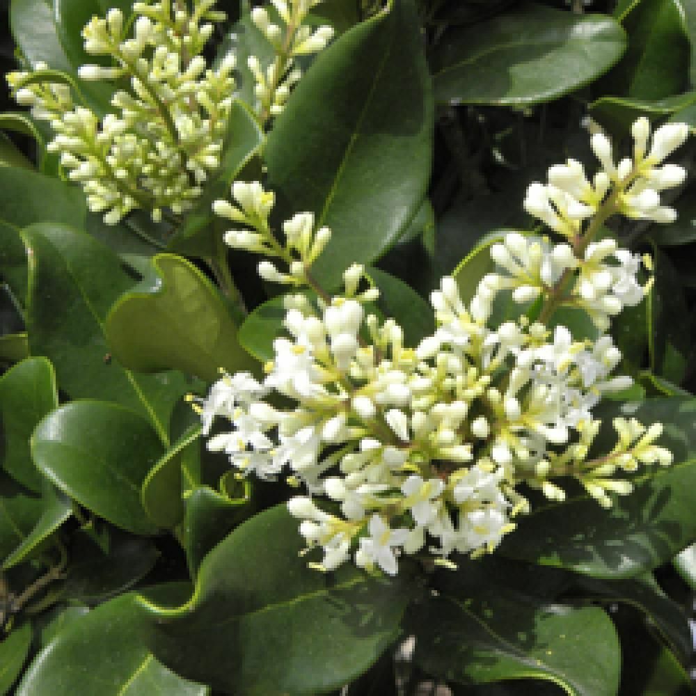Ligustrum lucidum GLOSSY PRIVET Evergreen Shrub Seeds!