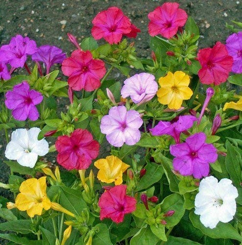 Non GMO Four O’Clock Mix Flower Seeds Mirabilis Jalapa 1/4 Lb 1500 Seeds