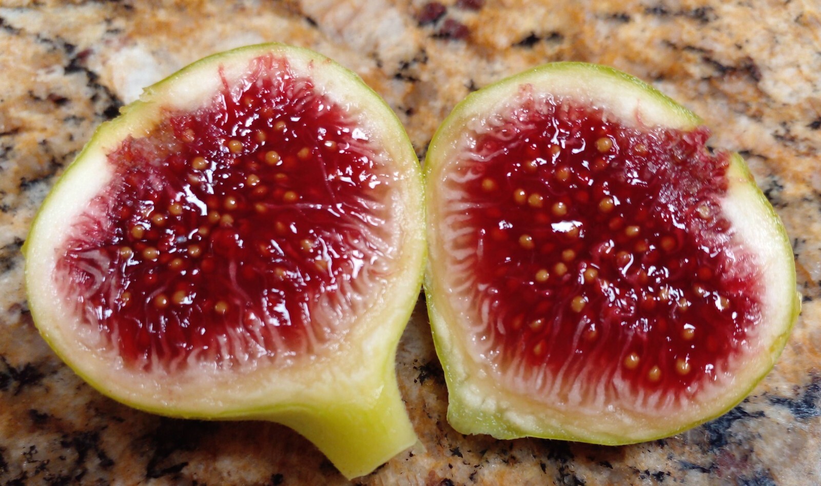Ficus Palmata N1 White Punjab Fig Tree – 2 Cuttings – Unique Tasty Fig Variety