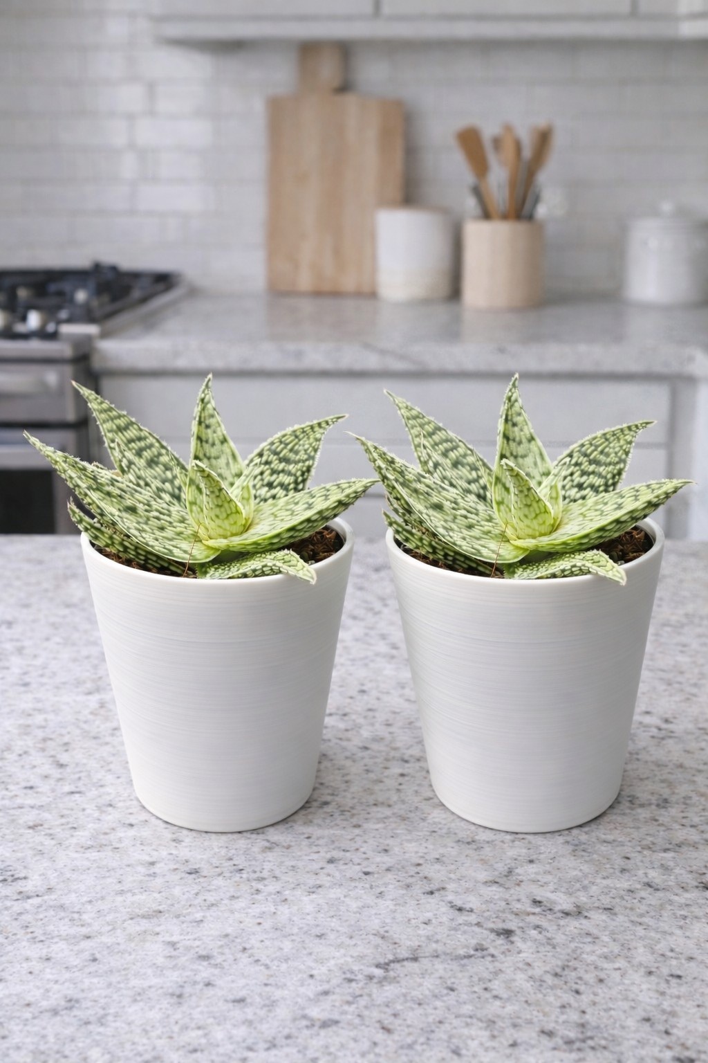 2 packAloe Decorative Succulent Live Plant in White Modern Potliving Plant 4″pot