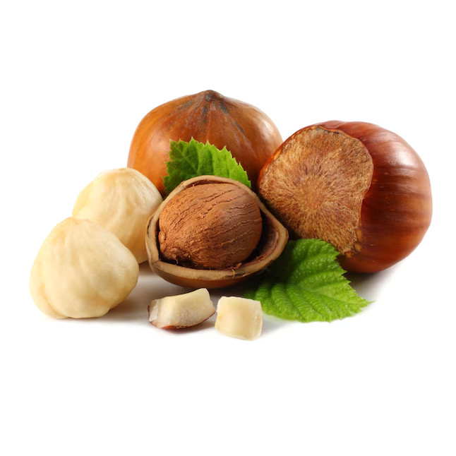 3 Feet Hazelnut Tree Plant 1.0 -Pack
