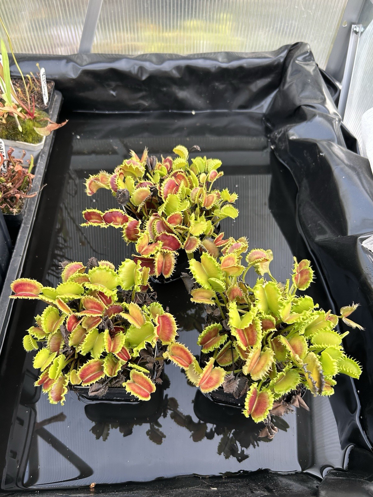 Venus Flytrap Chinese Dumpling- Carnivorous Plant – Large Adult Division! 🔥