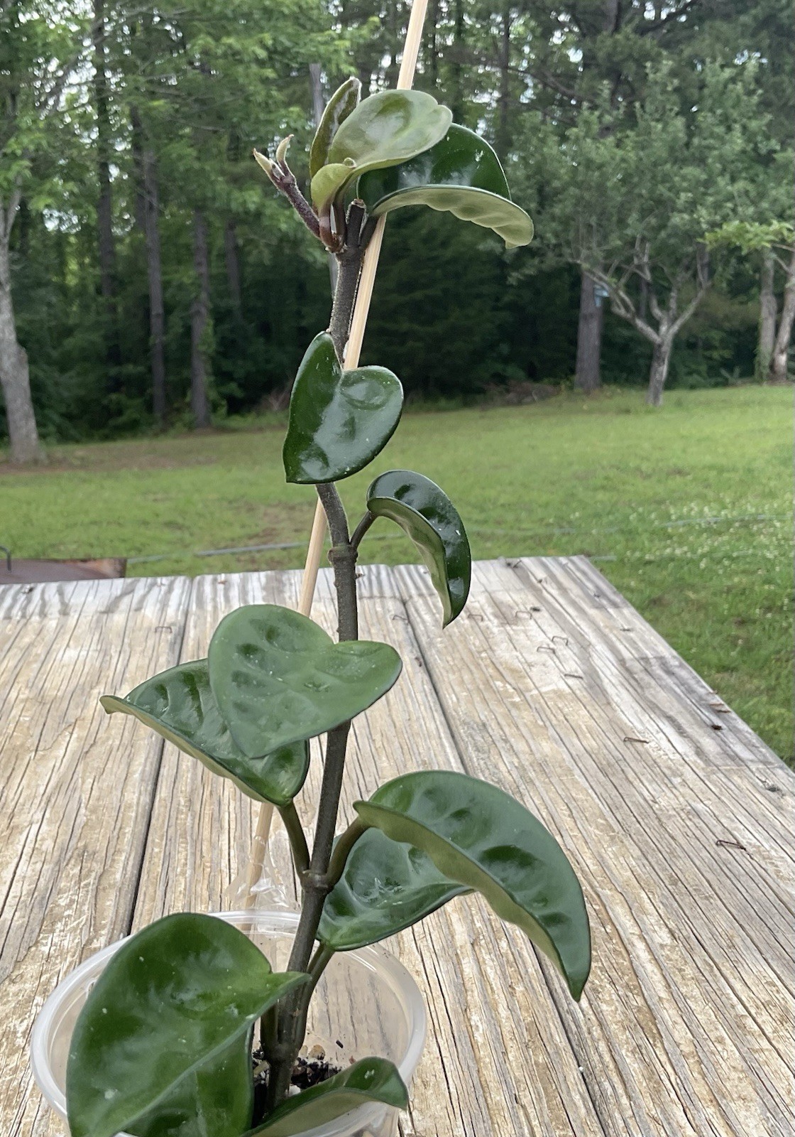 Hoya Krinkle 8 Live Wax Plant 3 Inch Pot