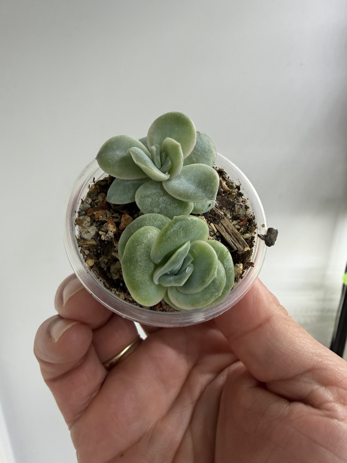 Graptoveria Lovely Rose Echeveria Live Succulents Plant