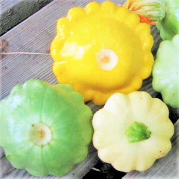 3 Colors Mix Patty Pan Seeds | Yellow Green White Bush Scallop Squash Seed 2024