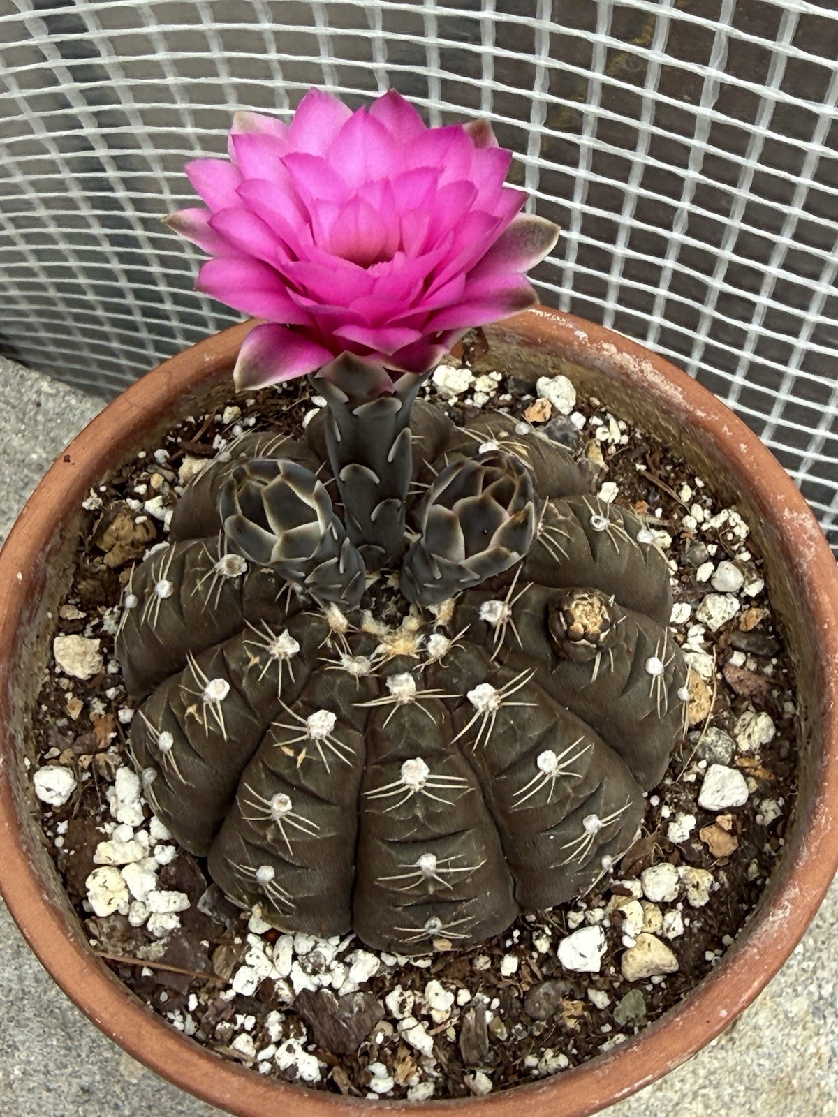 Gymnocalycium ragonnesei Hybrid Deep Pink Flowers