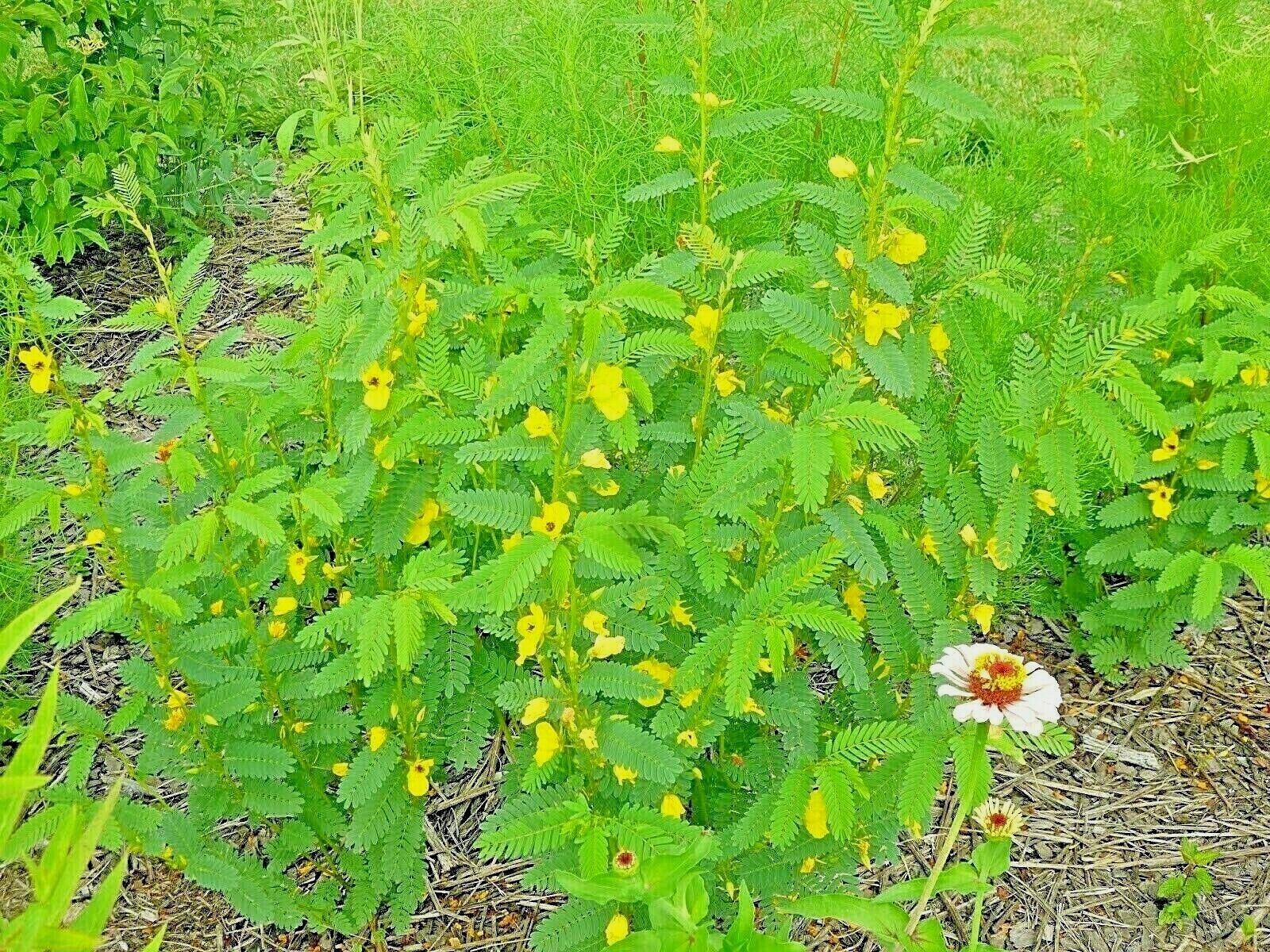 201+ PARTRIDGE PEA Seeds Native Wildflower Fall Food Source Turkey Deer Birds