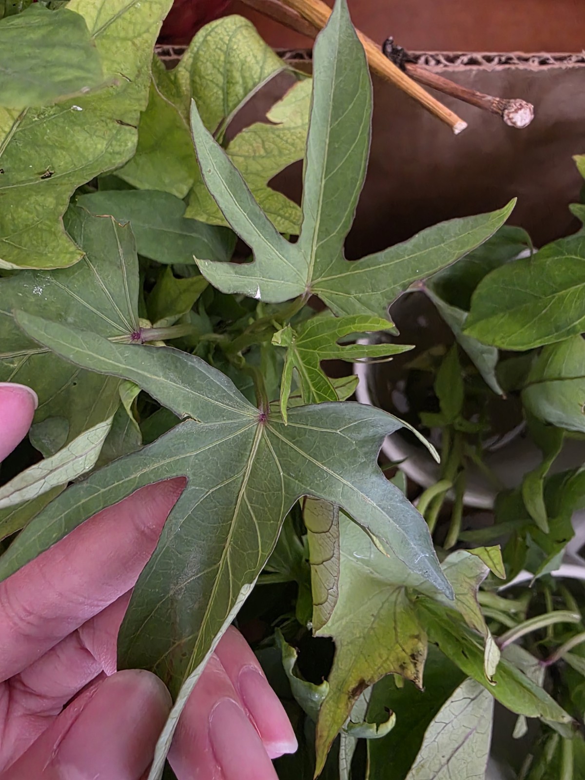 10 Special Hawaii Okinawa Purple Sweet Potato Slips -Cuttings – Have Roots-RARE