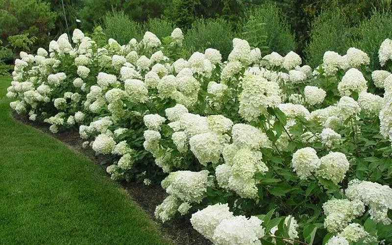 Pee Gee Hydrangea Paniculata Glandiglora Bare-root 3 Plants