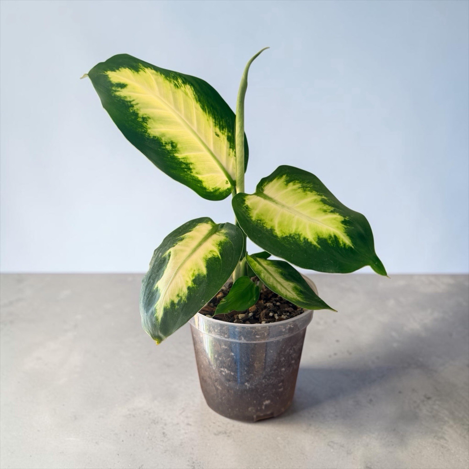 dieffenbachia camille plant live