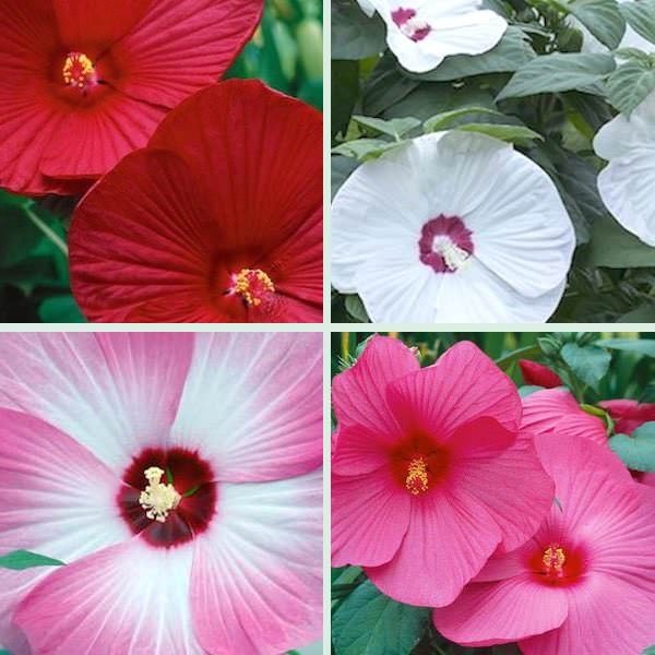 20 Luna Mixed Asst hardy hibiscus Seeds Pre Stratified Free Shipping.