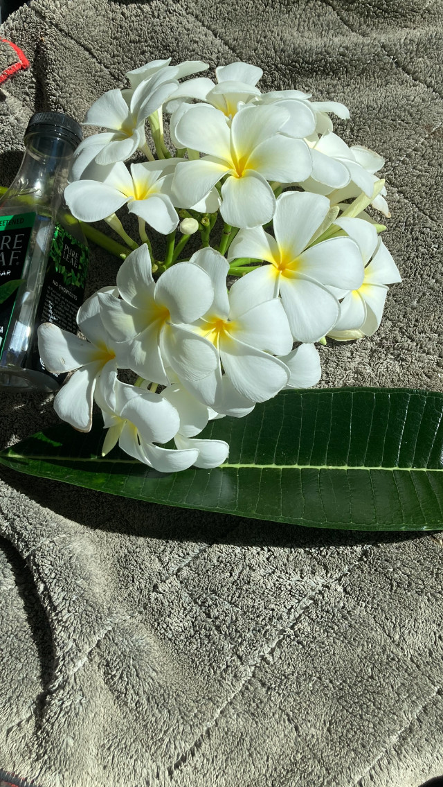 2 Hawaiian Grown Singapore Plumeria Frangipani Temple tree White Yellow #25