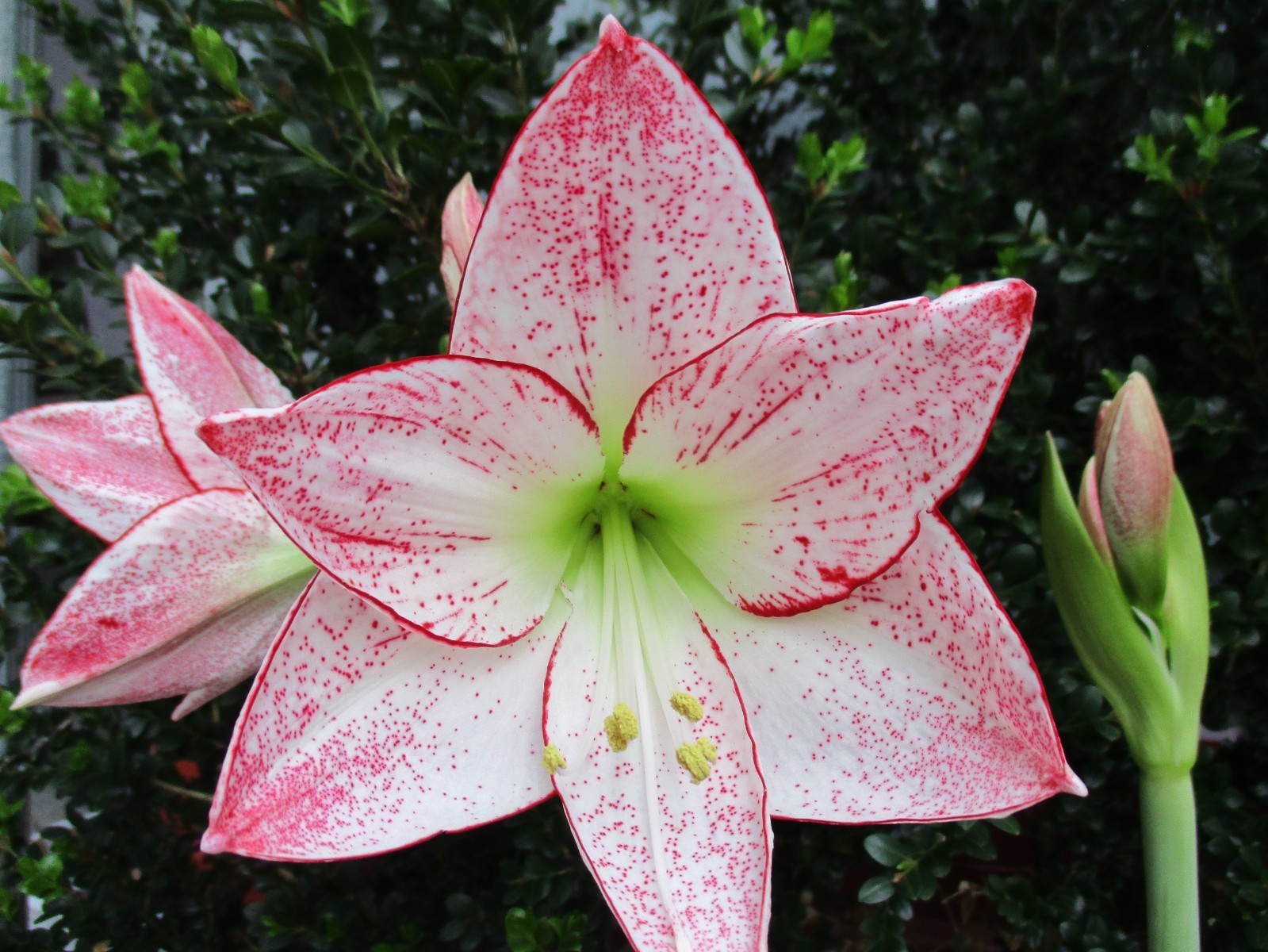 15 Amaryllis seed 1,000 Stars, dried, refrigerated, Hippeastrum Free Shipping