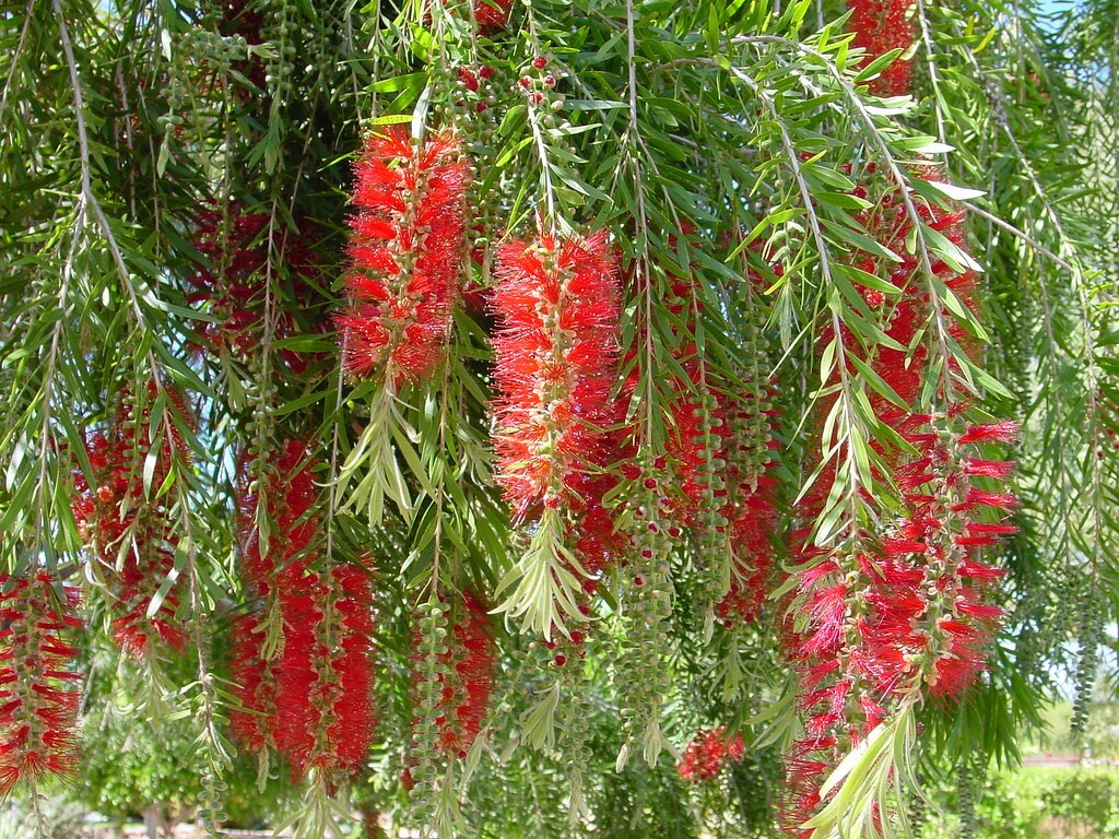 Callistemon Viminalis 500+ Seeds, Ornamental Weeping Bottle Brush Tree, Bonsai