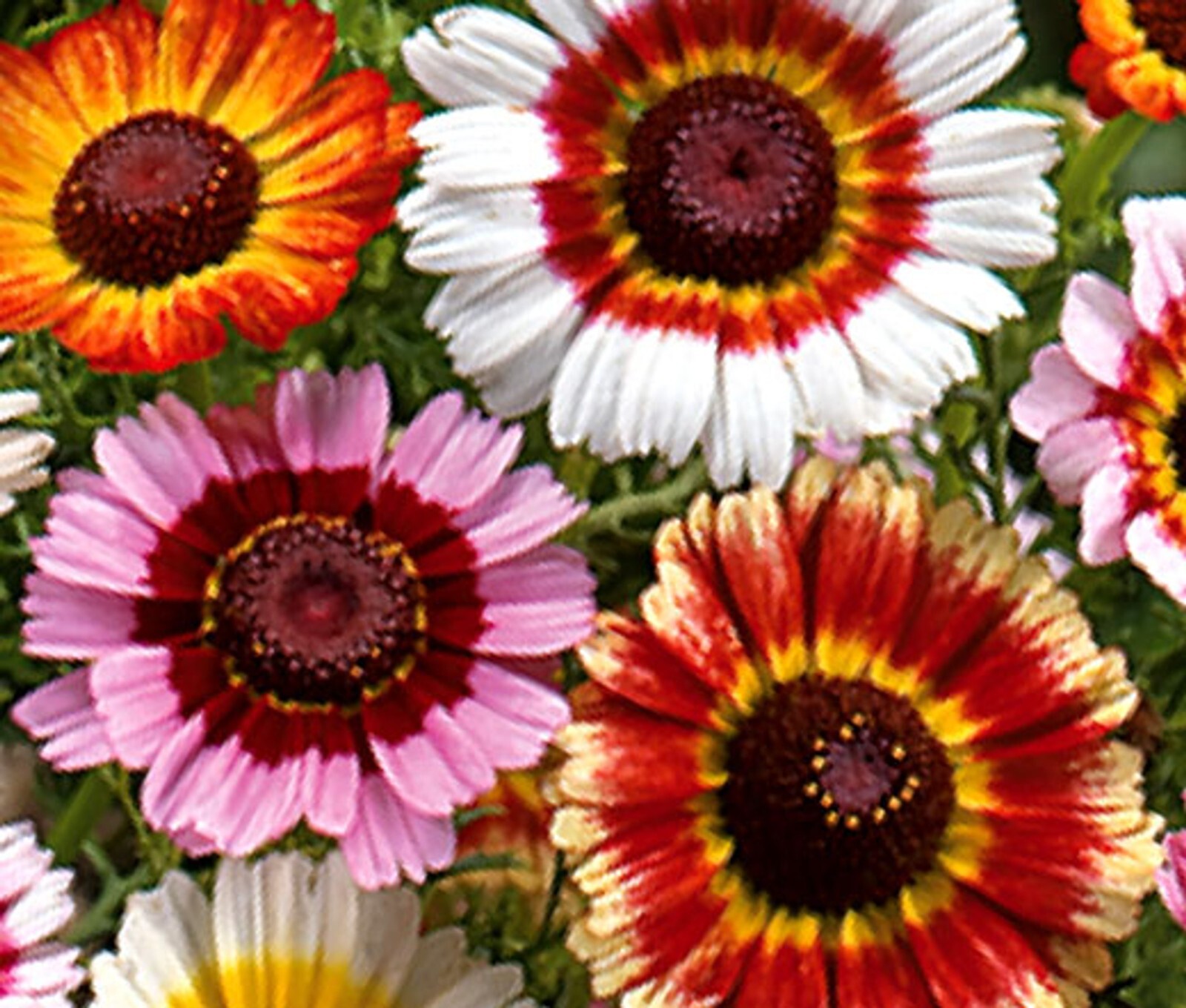 300+ PAINTED DAISY MIX SEEDS —– HUGE FLOWERS ——– BRIGHT COLORS