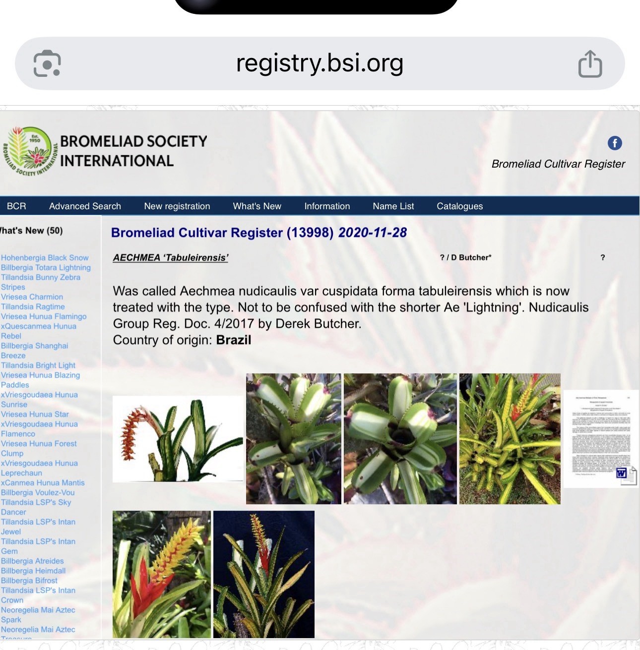 Aechmea nudicaulis ‘Tabuleirensis’ – Rare Brazilian Variegated Bromeliad