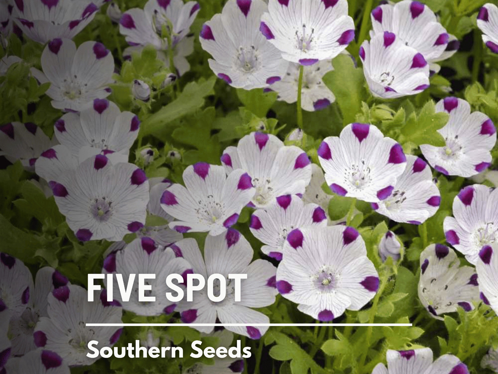 Five Spot – 50 Seeds – Easy to Grow – Heirloom – Non GMO (Nemophila maculata)