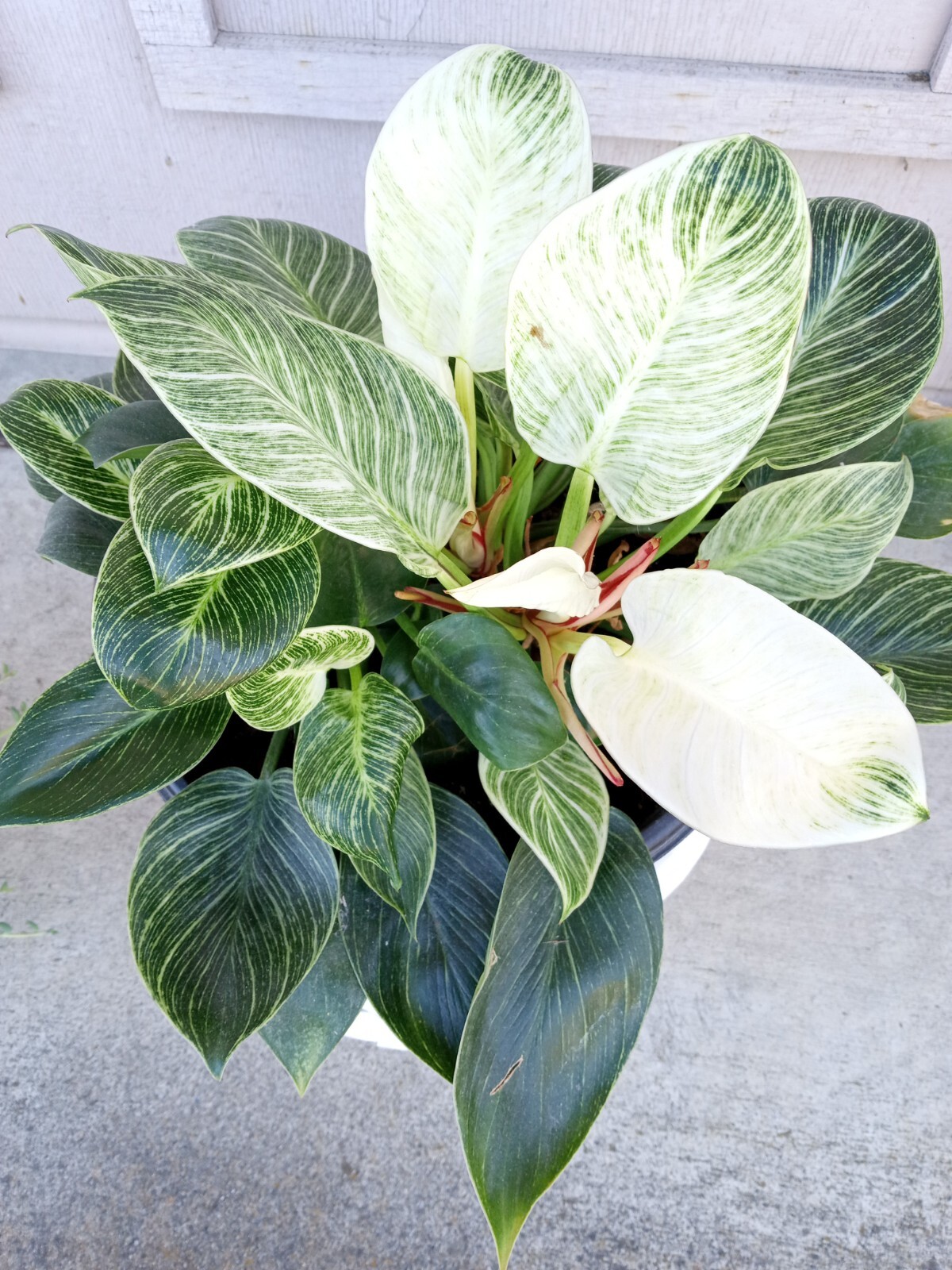 1 PHILODENDRON BIRKIN Rare Variegated Live Ready to Grow Starter Houseplant