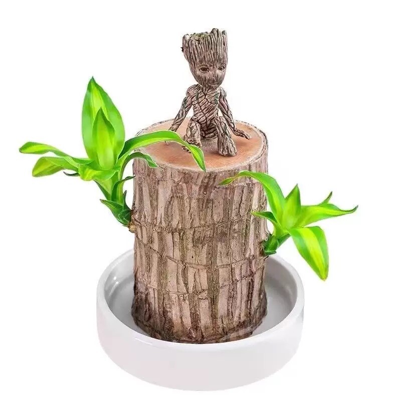 Brazilian Wood plant, Indoor Office Desktop Plant, mini Brazil Lucky Wood Decor