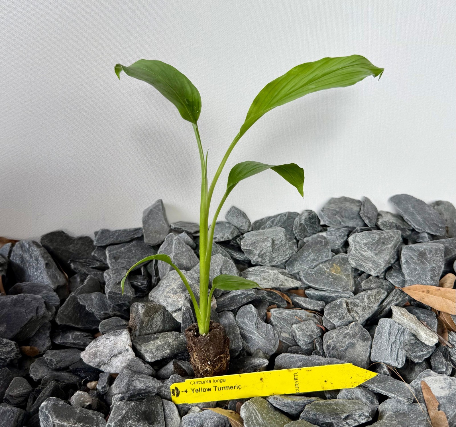 Yellow Turmeric (Curcuma longa) Live Seedling Plug, 1 Pack