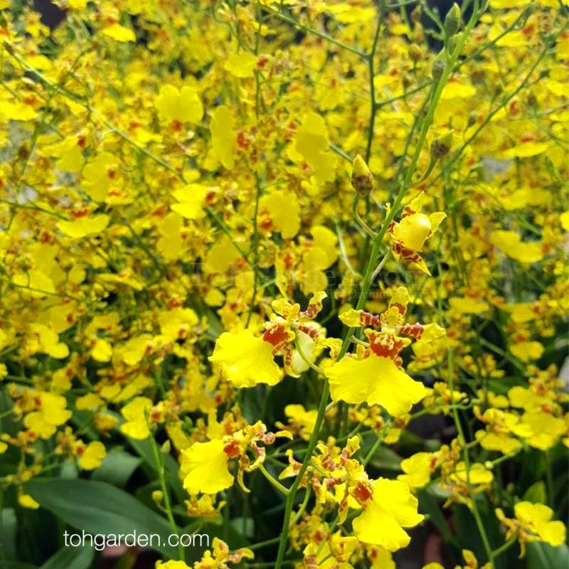 Oncidesa Goldiana oncidium orchid from Lenette