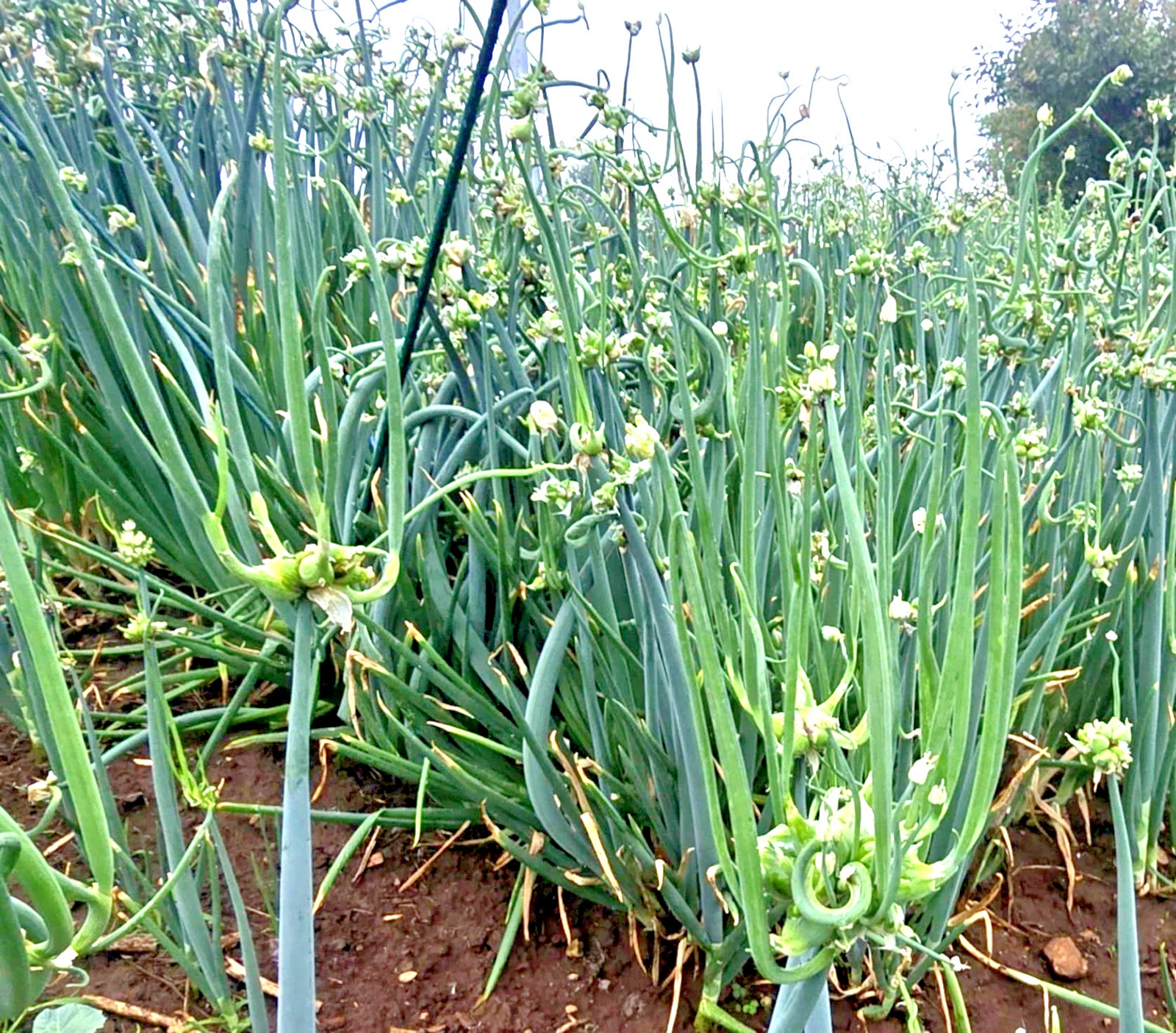 50 Onion seeds Top Sets Egyptian Walking Onions Multiplier Tree Onion Perennial