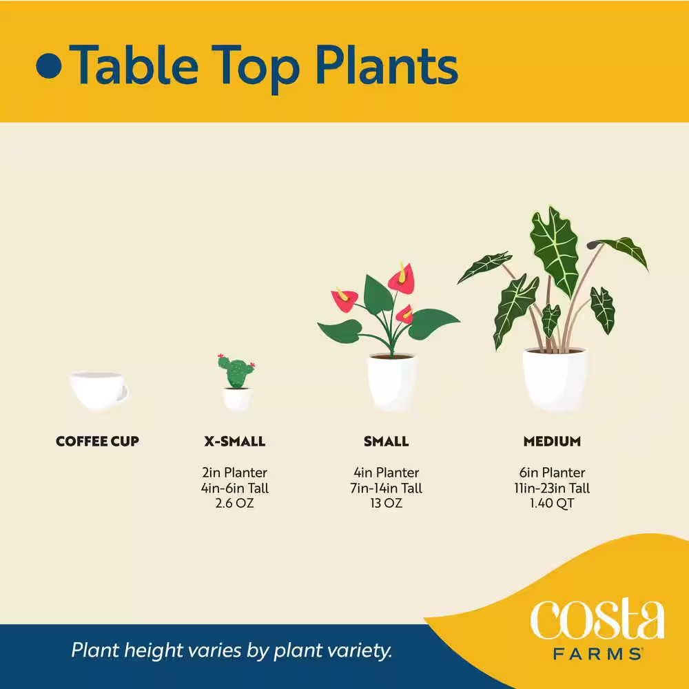 Aglaonema Creta Indoor Plant in 6 In. Grower Pot, Avg. Shipping Height 1-2 Ft. T