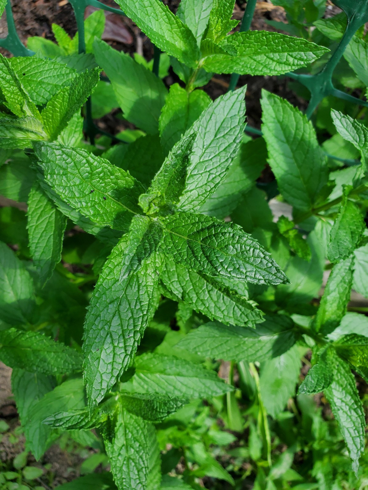 Mojito mint live plant roots
