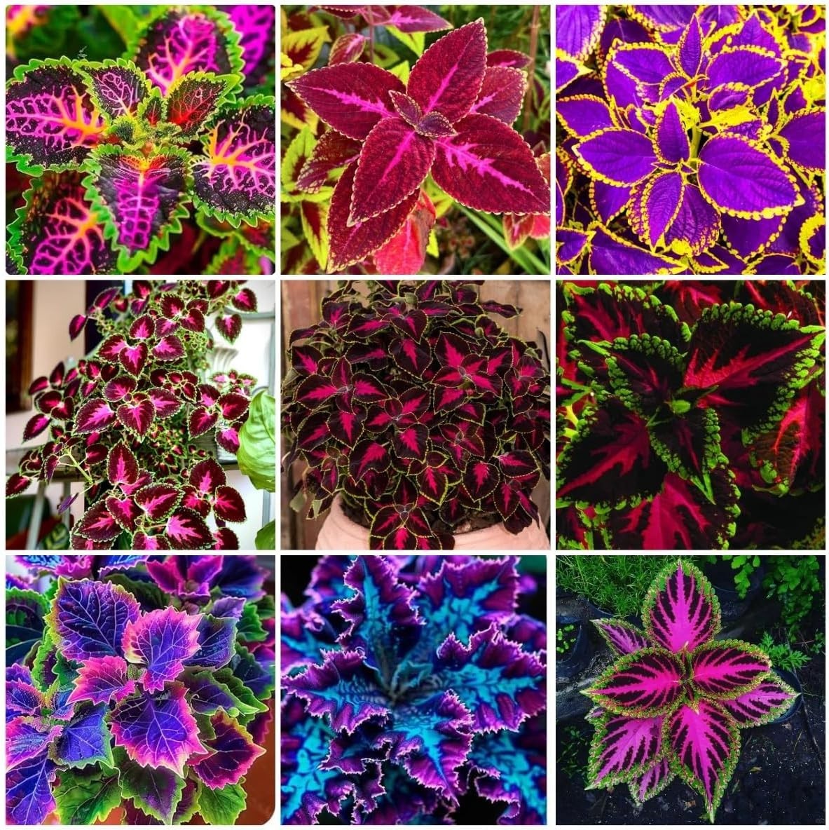 150 Coleus Seeds – Rainbow Mix, Annual & Easy-Grow, Indoor & Outdoor Use, Compac