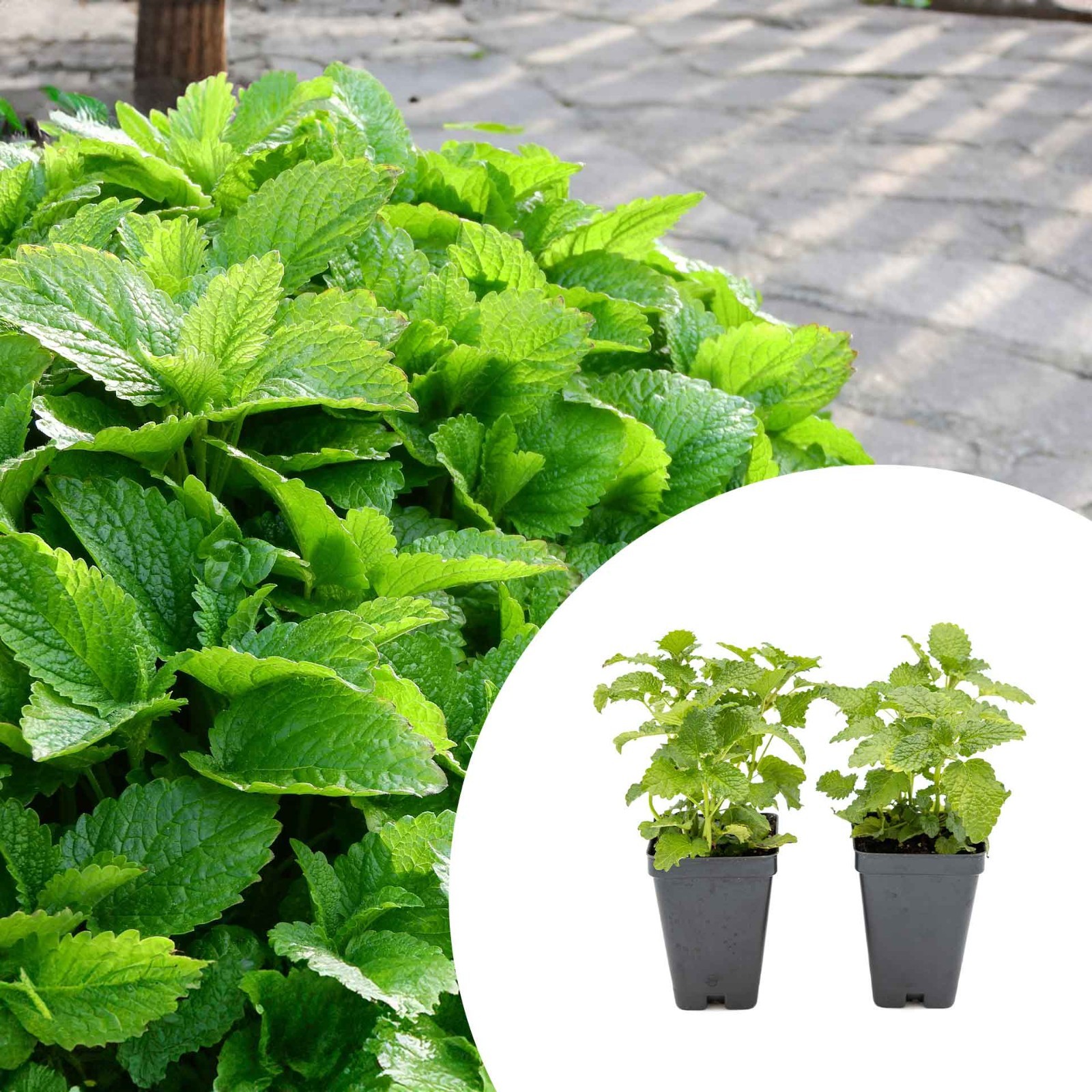 2 Lemon Balm Plants in Cubes, Live Aromatic Evergreen Culinary Herb (Melissa)
