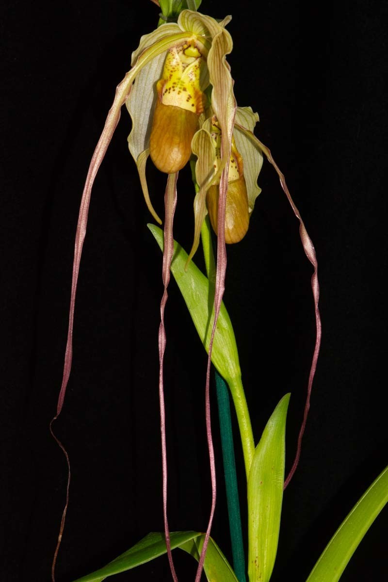 Phragmipedium Leslie Garay #1 (longifolium x warscewiczianum), in spike