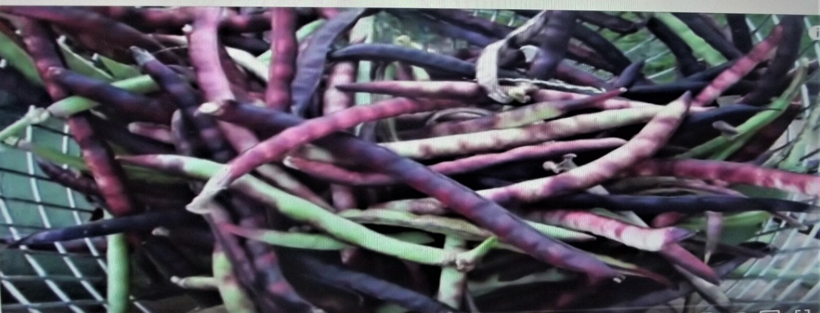 Mississippi Pinkeye 2 Purple Hull Peas Cowpeas Benefits St. Jude