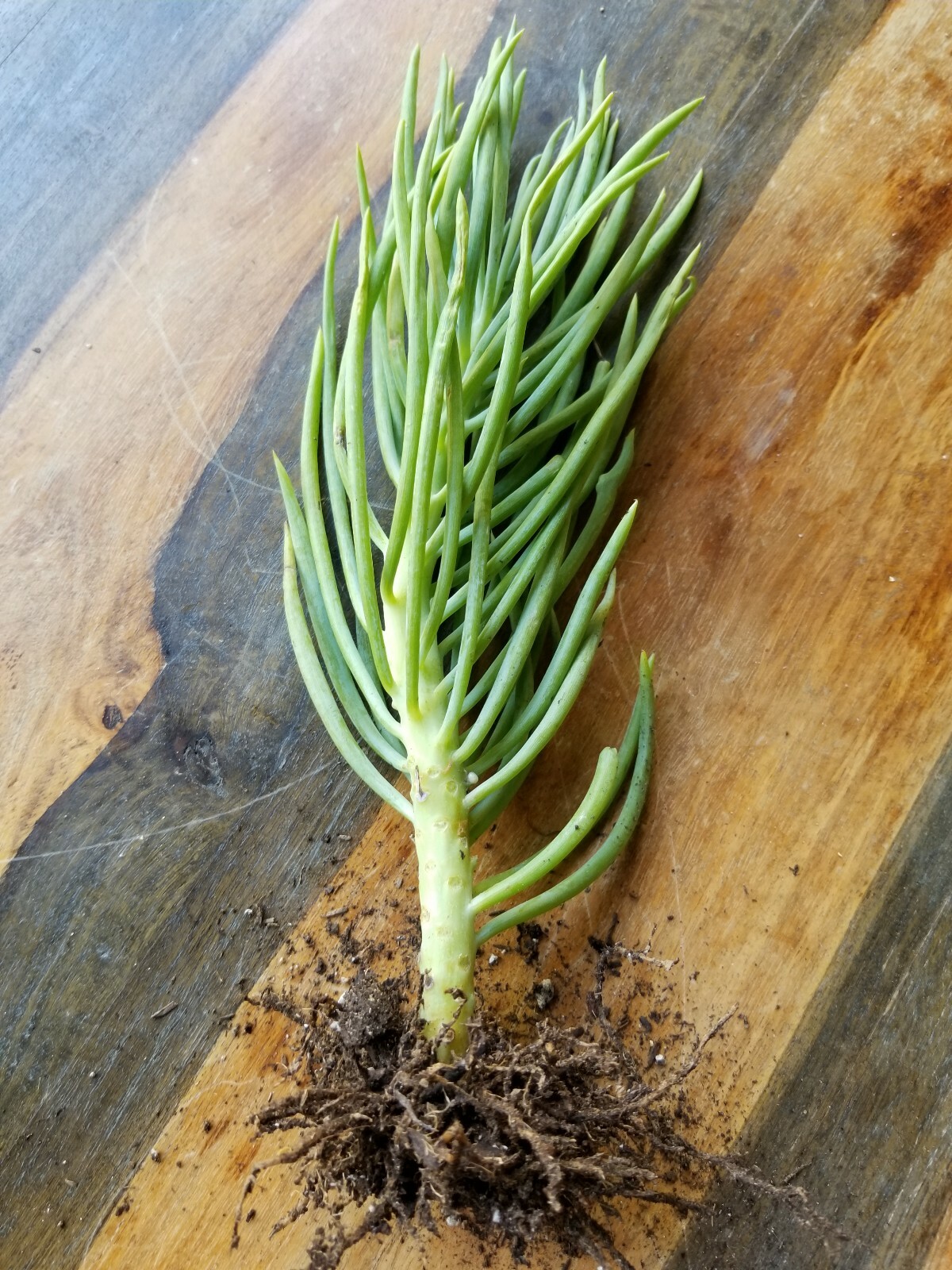 ROOTED 14″ Senecio Vitalis Blue Serpents Mermaid’s Tail Chalk Fingers Succulent