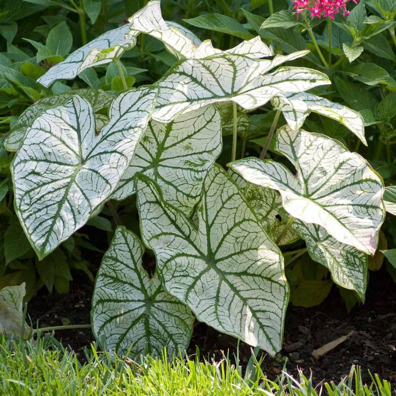 Caladium ‘Candidum’ Bulbs – Caladium Bulbs for Planting 1-1.5″ (2 bulbs)