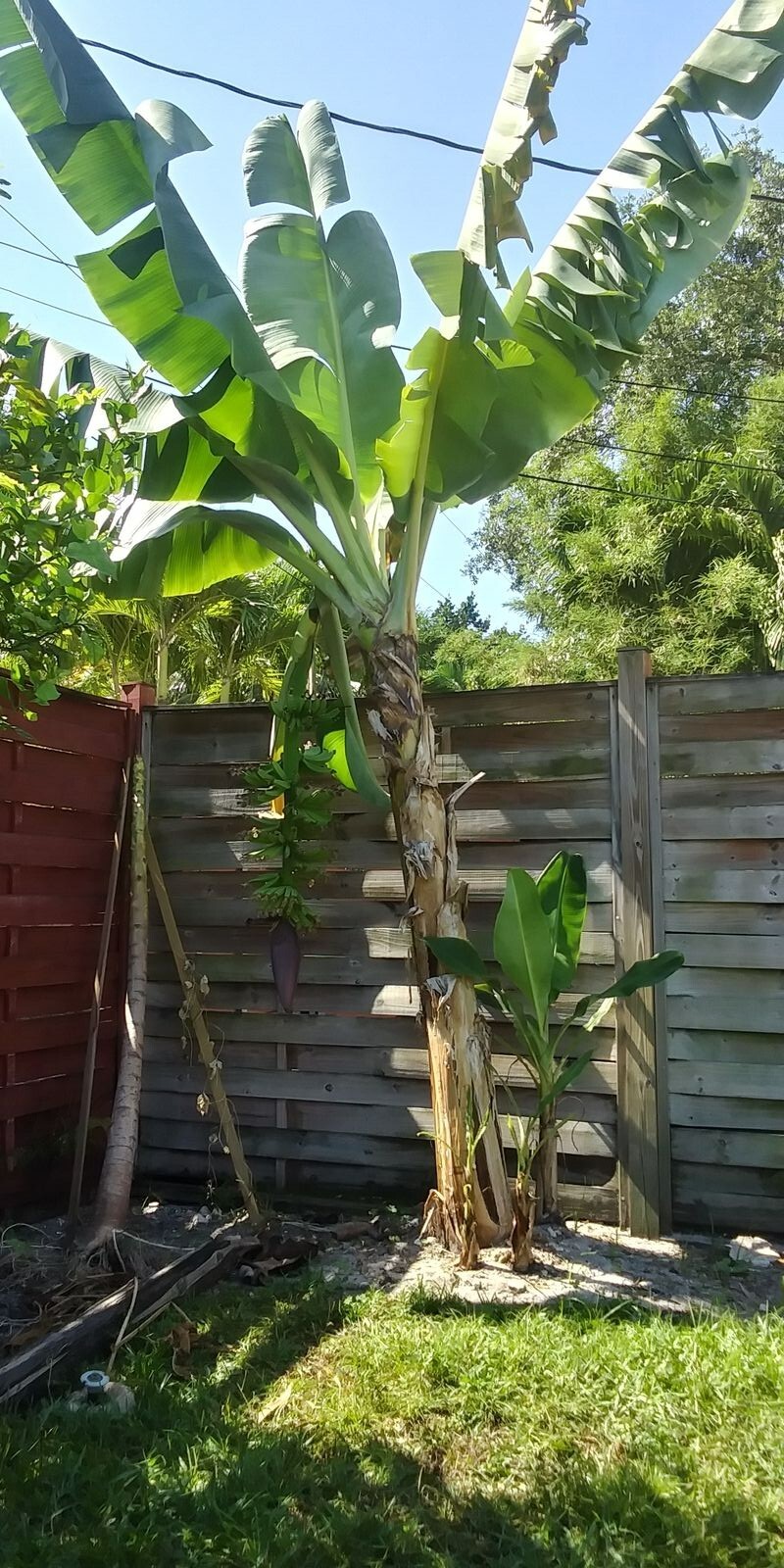 Musa – Dwarf Cavendish – Banana Tree