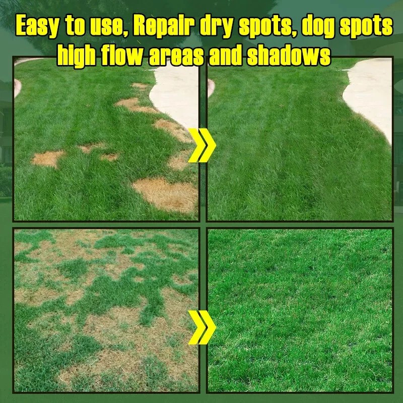 Evergreen Dwarf Grass Seeds for Garden Grass Seeds Growth-Boosting Lawn Seeding