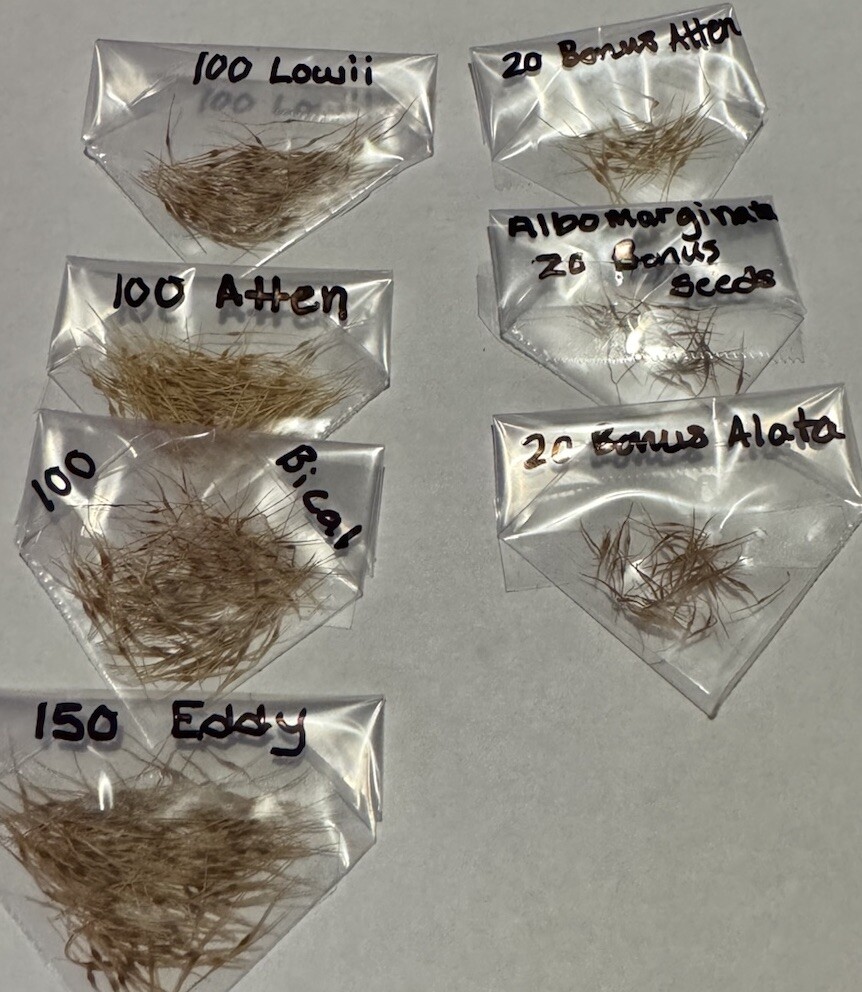 100 Nepenthes Attenbourghii seeds Freshly Harvested in California