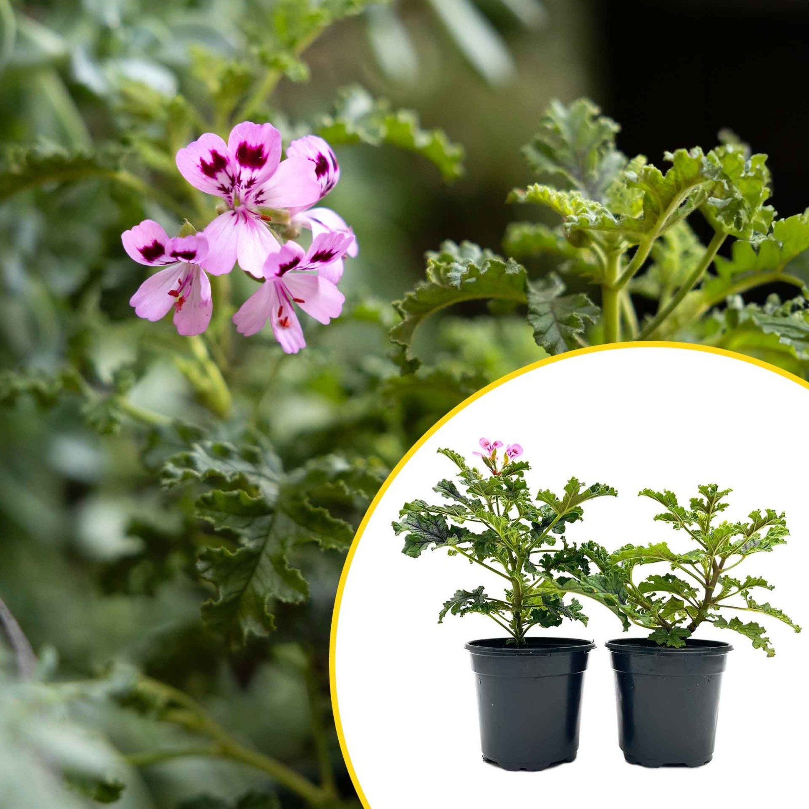2 Variegated Mosquito Plants in Pots, Fragrant Citronella Geranium (Pelargonium)