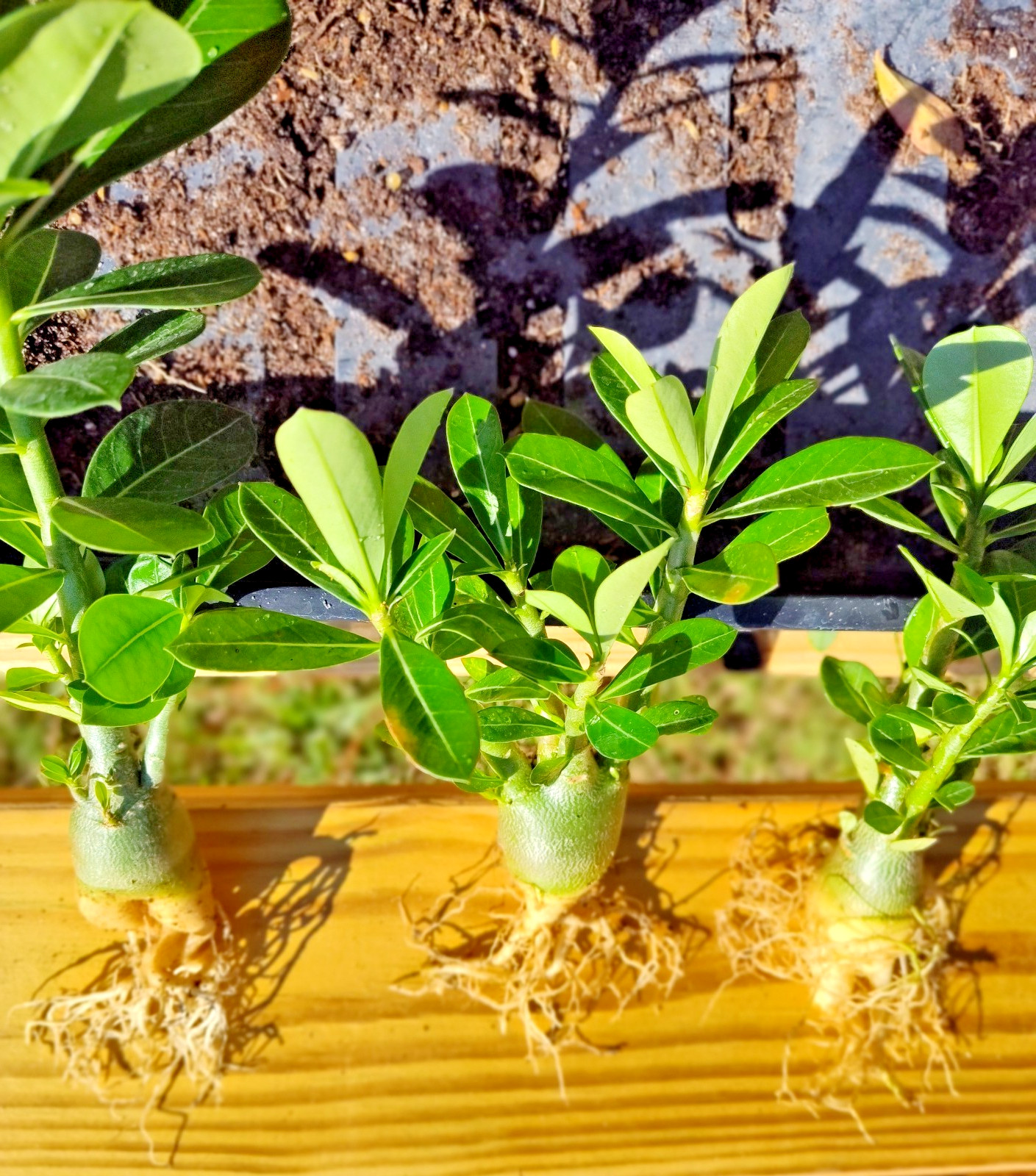 2 Adenium Desert Rose plants 12-15 month Plants