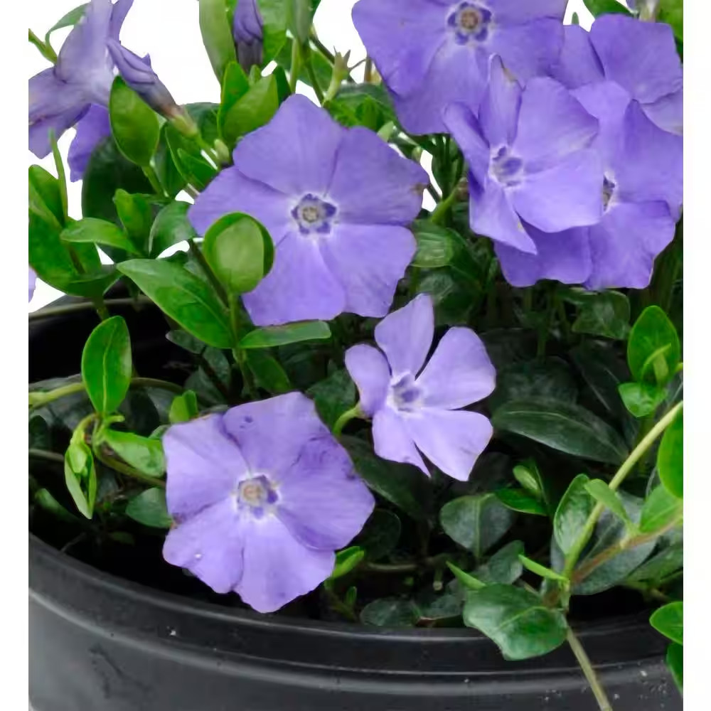Perennial Vinca Minor Bowles Mauve 2.5 Qt. – 4-Pack