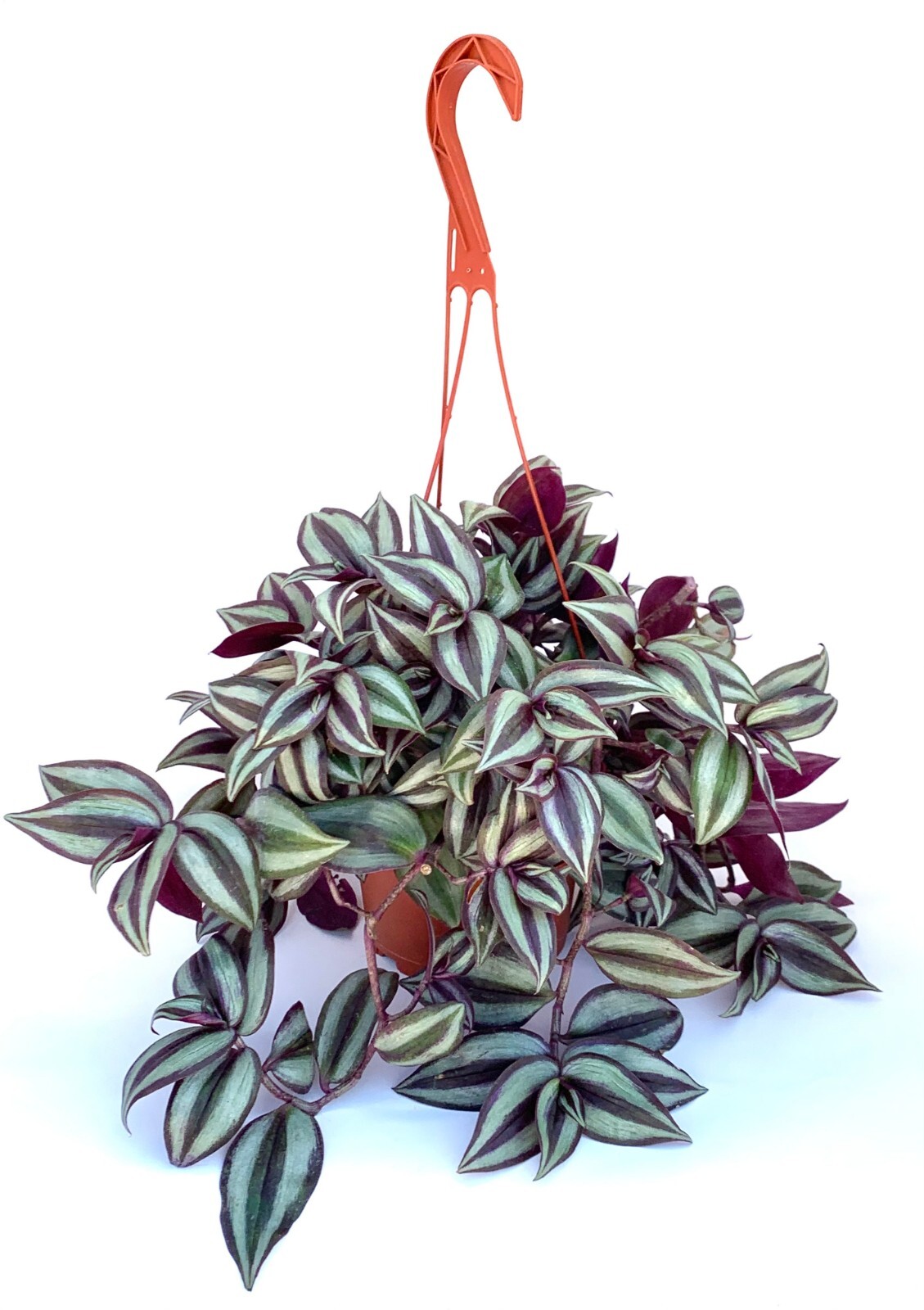 Tradescantia Zebrina Silver Plus Live Potted Houseplants in 6″ Hanging Pot