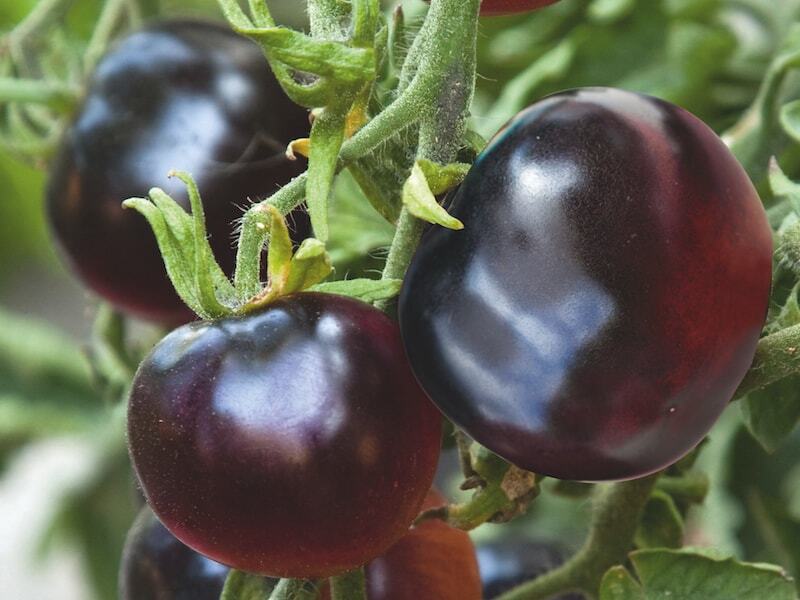 30+ SEEDS ORGANIC KUMATO NON-GMO TOMATO (PLUM SIZE) FRESH SEEDS