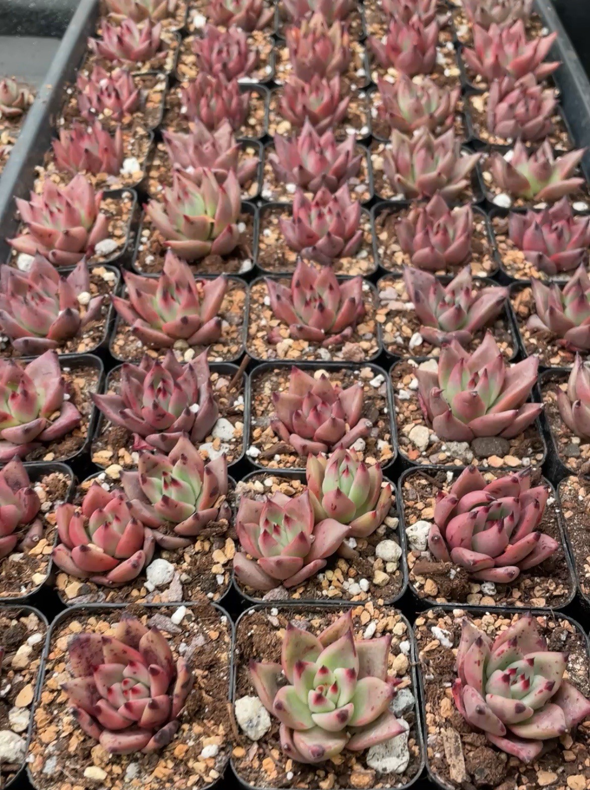 Echeveria Romeo Rubin X Ebony