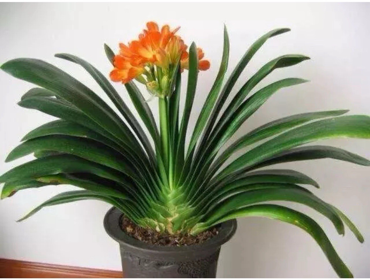 1 Clivia Miniata Bush Lily Bare Root 20 Leaf Orange Ready To Plant No Flower