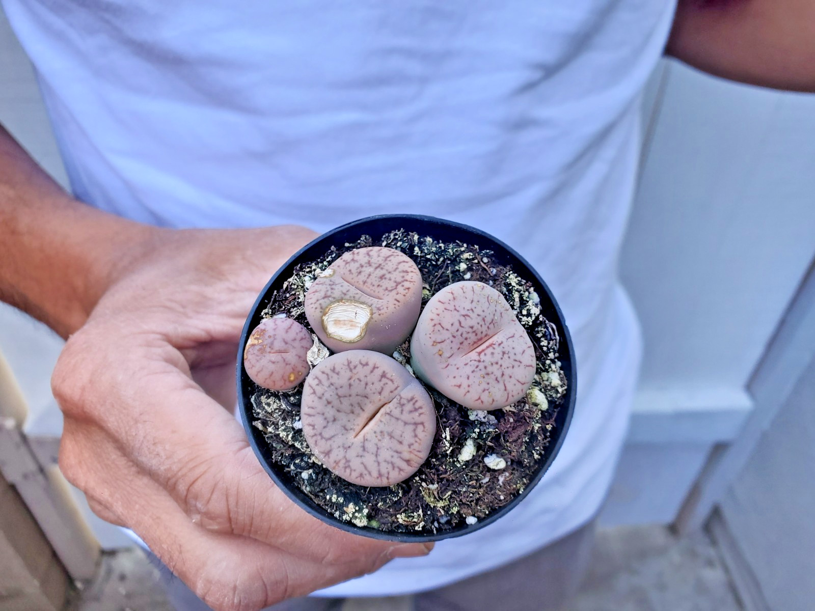 Lithops Succulent -F